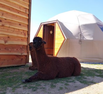 Photo Dôme "pirate" et alpagas