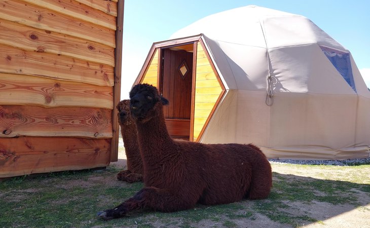 Photo Dôme "pirate" et alpagas