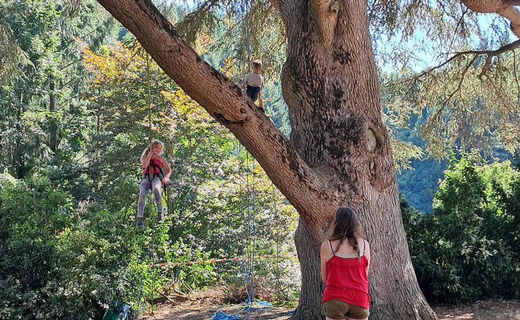 Photo Grimpe dans les arbres