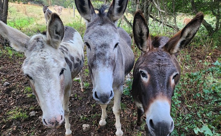 Photo Immersion in a herd of donkeys: summer escapes