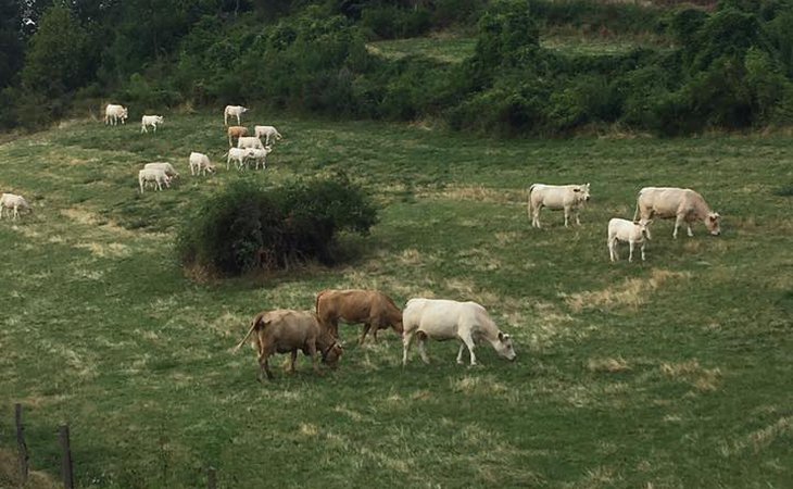 Photo De Ferme en Ferme ® : visite du GAEC de Très le Serre