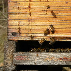 De Ferme en Ferme ® : visite de la miellerie du Chambourlas