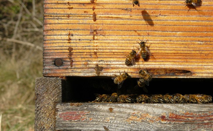 Photo De Ferme en Ferme ® : visite de la miellerie du Chambourlas