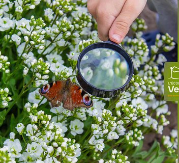 Photo Les papillons à la loupe