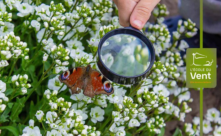 Photo Les papillons à la loupe