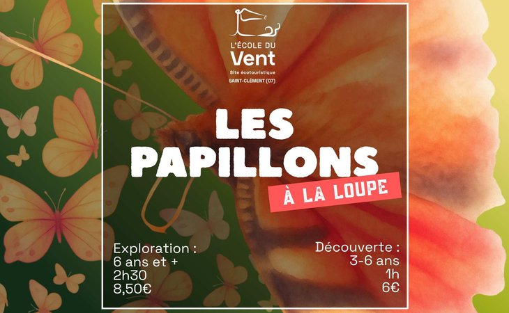 Photo Les papillons à la loupe - Découverte