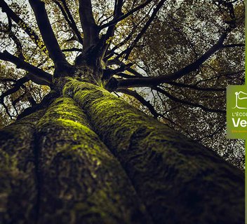 Photo La vie secrète des arbres