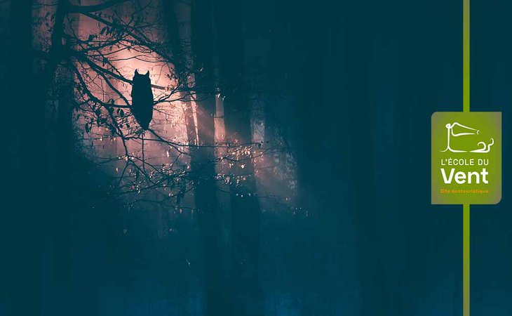 Photo Balade nocturne : animaux maléfiques ou légendes à la peau dure ?