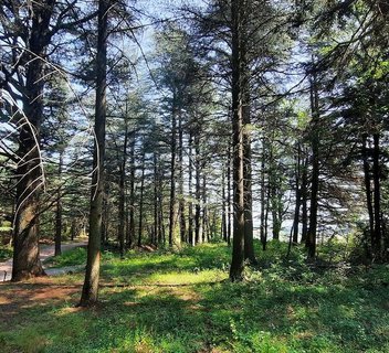 Photo Rendez-vous du PNR - Randonnée-découverte "Forêt et biodiversité"
