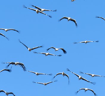 Photo Rendez-vous du PNR - Balade-découverte à vélo "À la découverte des oiseaux du bord de l’Eyrieux"