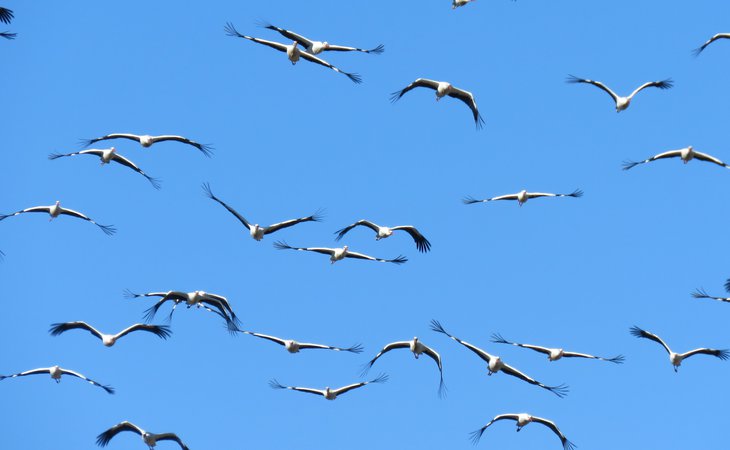 Photo Rendez-vous du PNR - Balade-découverte à vélo "À la découverte des oiseaux du bord de l’Eyrieux"