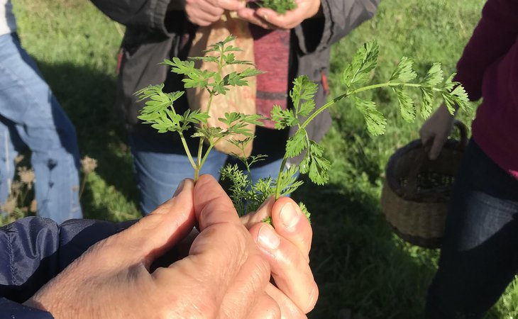Photo Balade gourmande autours des plantes sauvages comestibles - L'Automnal gourmand