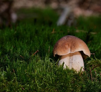 Photo Découverte et dégustation des champignons et plantes sauvages autour du lac de Devesset