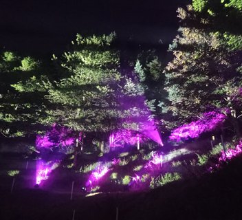 Photo Sound and light show at the Arboretum