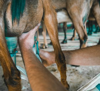 Photo Visite gourmande, venez découvrir la ferme de l'Oppidum !  - L'Automnal gourmand