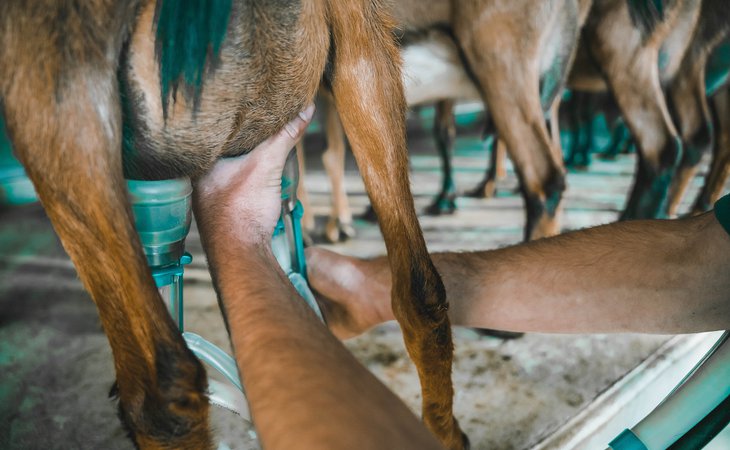 Photo Visite gourmande, venez découvrir la ferme de l'Oppidum !  - L'Automnal gourmand