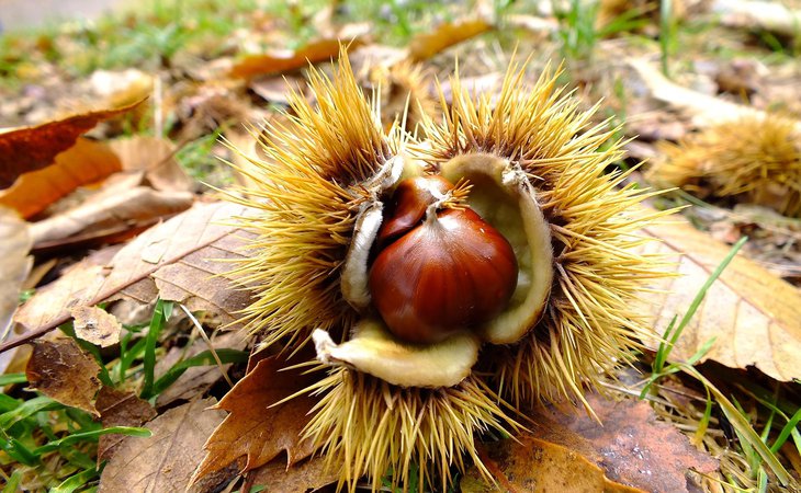 Photo Les fruits de Rimande