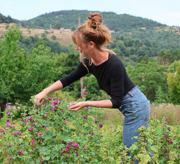 Les sens sauvages - Plantes aromatiques et médicinales