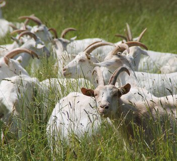 Ferme du Chant du Riou
