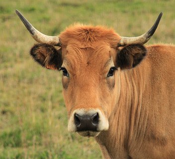 Ferme de Bouton