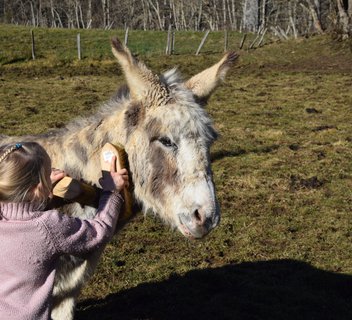 Photo Immersion dans un troupeau d'ânes et chevaux