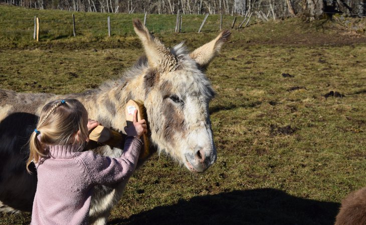 Photo Immersion dans un troupeau d'ânes et chevaux