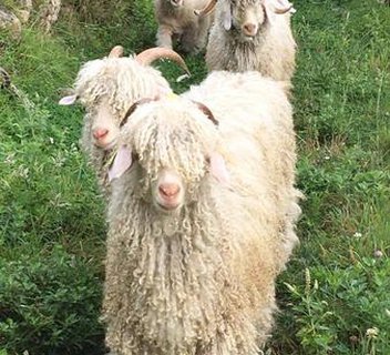 Photo Visite découverte "St Sauveur de Montagut, mohair d'Ardèche"