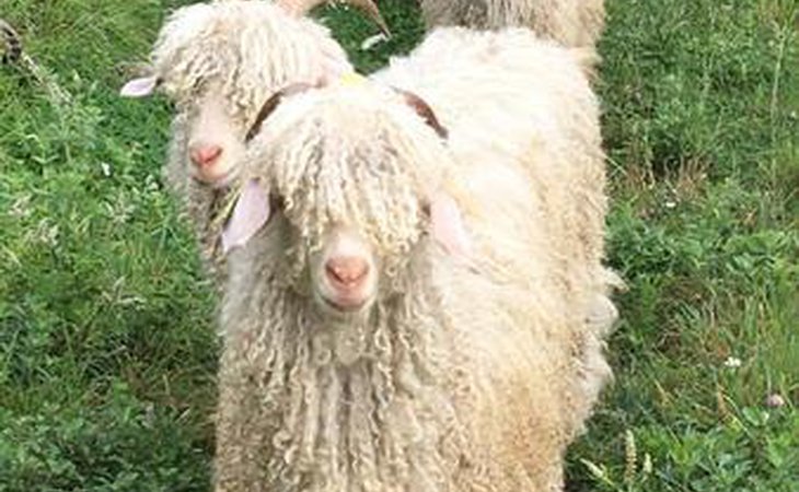 Photo Visite découverte "St Sauveur de Montagut, mohair d'Ardèche"