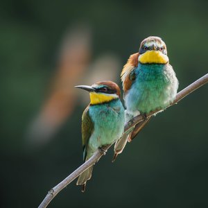 Balades accompagnées "Rencontre avec le monde confidentiel des oiseaux"