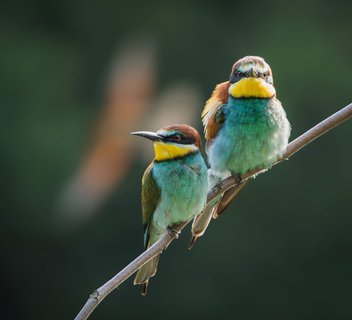 Photo Balades accompagnées "Rencontre avec le monde confidentiel des oiseaux"