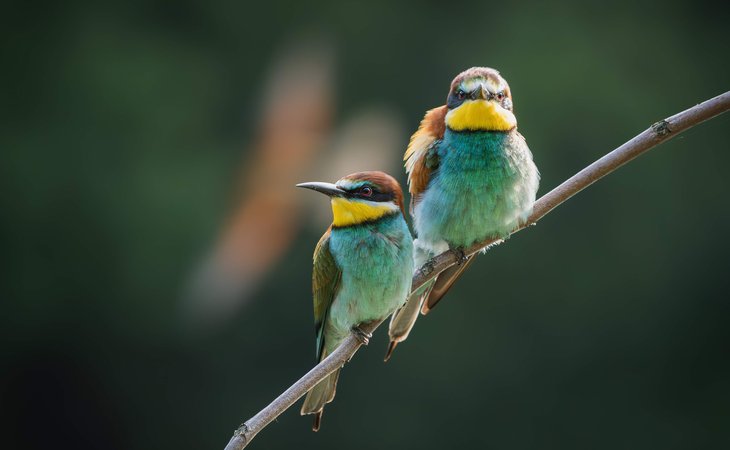 Photo Balades accompagnées "Rencontre avec le monde confidentiel des oiseaux"