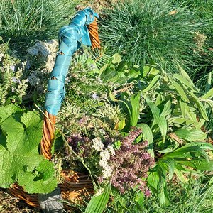 Stage "Découverte des plantes sauvages comestibles et medicinales" (1, 2 ou 3 jours)