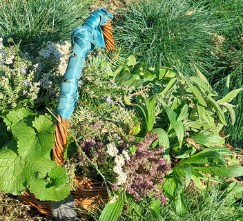 Photo Stage découverte des plantes sauvages comestibles et medicinales