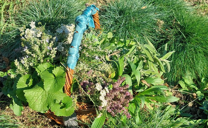 Photo Stage découverte des plantes sauvages comestibles et medicinales