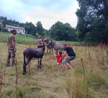 Photo Immersion dans un troupeau d'ânes et chevaux