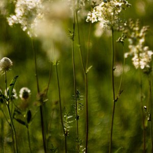 Les Mardis Plantes & Santé - Les Échappées Estivales®