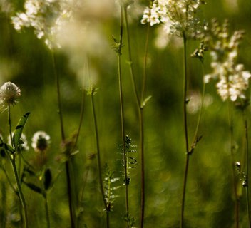 Photo Les Mardis Plantes & Santé - Les Échappées Estivales