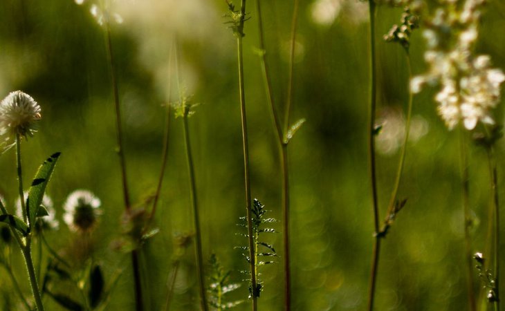 Photo Les Mardis Plantes & Santé - Les Échappées Estivales