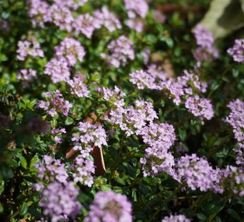 Photo Les Mardis Plantes & Santé - Les Échappées Estivales®