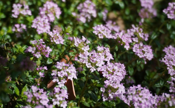 Photo Les Mardis Plantes & Santé - Les Échappées Estivales®