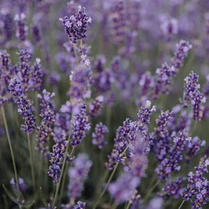 Les Mardis Plantes & Santé - Les Échappées Estivales®