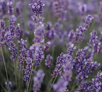 Photo Les Mardis Plantes & Santé - Les Échappées Estivales®