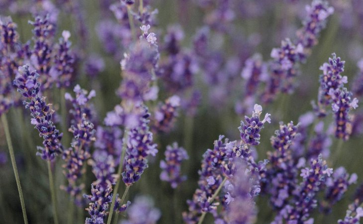 Photo Les Mardis Plantes & Santé - Les Échappées Estivales®