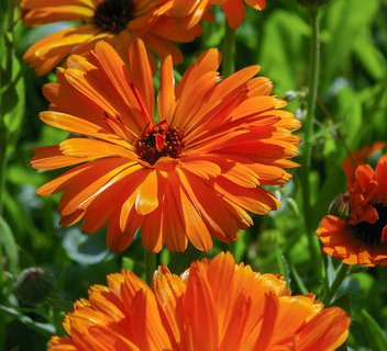 Photo Les Mardis Plantes & Santé - Les Échappées Estivales