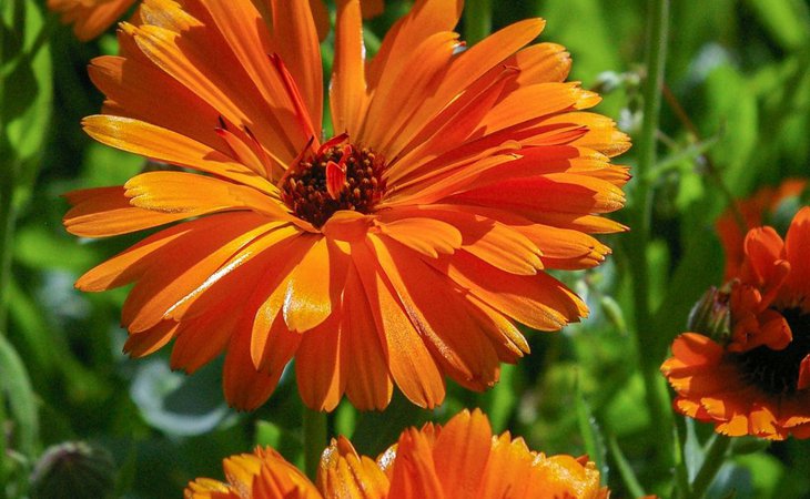 Photo Les Mardis Plantes & Santé - Les Échappées Estivales®