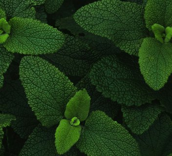 Photo Les Mardis Plantes & Santé - Les Échappées Estivales