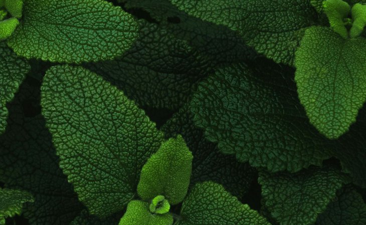 Photo Les Mardis Plantes & Santé - Les Échappées Estivales®