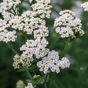 Les Mardis Plantes & Santé - Les Échappées Estivales®