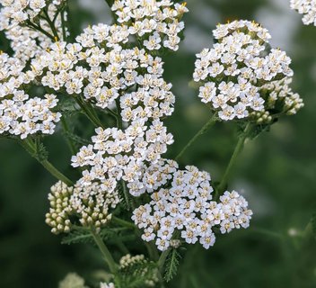 Photo Les Mardis Plantes & Santé - Les Échappées Estivales