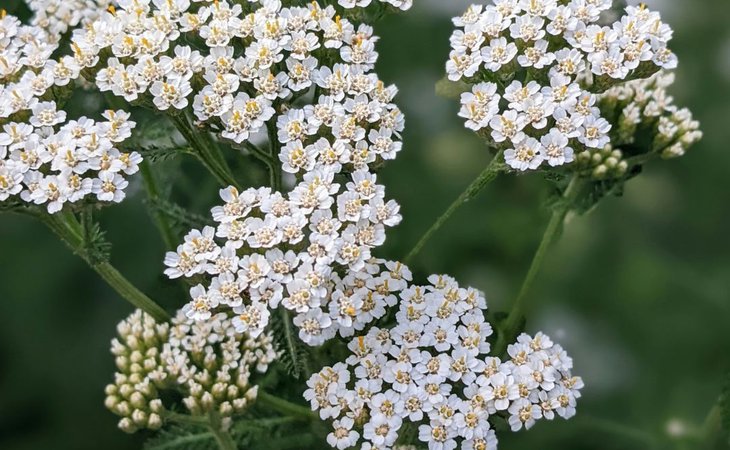 Photo Les Mardis Plantes & Santé - Les Échappées Estivales®